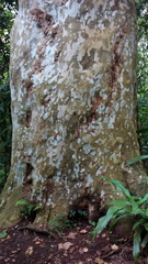 Platanus mexicana