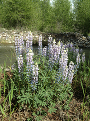 Lupinus sericeus