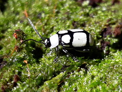 Omophoita octoguttata