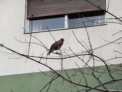 Parabuteo unicinctus