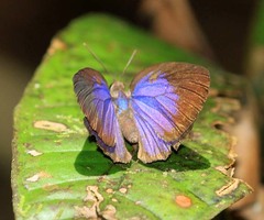 Arhopala similis