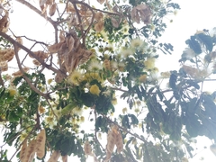 Albizia lebbeck