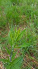Silene latifolia