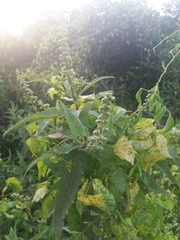 Ambrosia ambrosioides