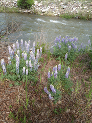 Lupinus sericeus