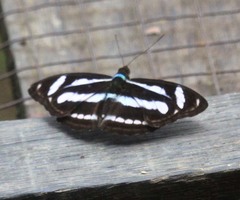 Athyma nefte matthiola