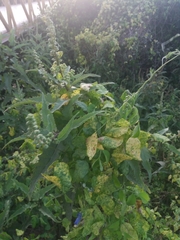 Ambrosia ambrosioides