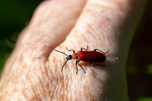 Black-headed Cardinal Beetle, Almere Buiten, Almere, Netherlands, photo 8 of 10