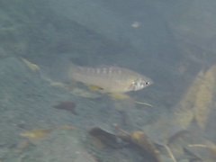 Poecilia mexicana limantouri