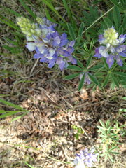 Lupinus sericeus