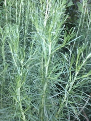 Artemisia californica