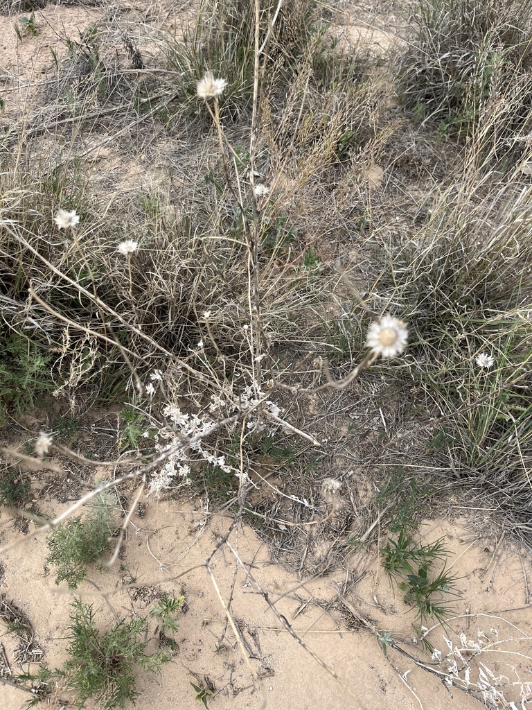 Adonis Blazingstar from Oasis State Park, Portales, NM, US on May 10 ...