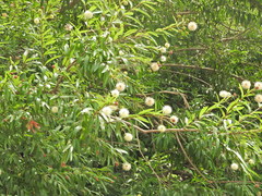 Cephalanthus salicifolius