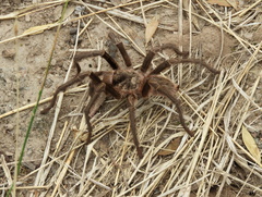 Grammostola