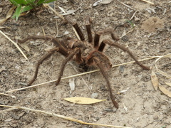 Grammostola