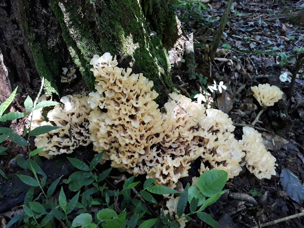 Irpex rosettiformis · January 2019 · photo: © gasperinbio (iNaturalist, cc-by)