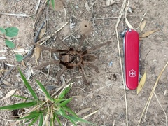 Grammostola