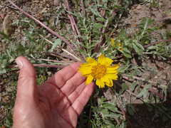 Balsamorhiza
