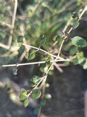Coprosma spathulata