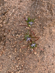 Eriastrum filifolium