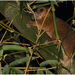 Banggai Cuscus - Photo (c) Christian Artuso, some rights reserved (CC BY-NC-ND), uploaded by Christian Artuso