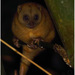 Peleng Cuscus - Photo (c) Christian Artuso, some rights reserved (CC BY-NC-ND), uploaded by Christian Artuso
