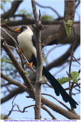 Streptocitta albertinae