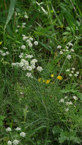 Oenanthe peucedanifolia, photograph 5