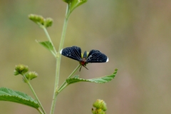 Melanchroia chephise