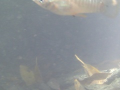 Poecilia mexicana limantouri