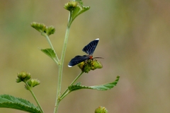 Melanchroia chephise