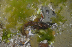 Paraclinus integripinnis