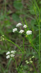 Oenanthe peucedanifolia, photograph (c) fmunoz, some rights reserved (CC BY)