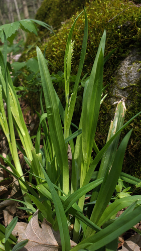 White bear sedge (Carex albursina)