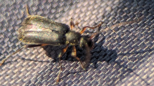 common grammoptera, Noordwijkerhout, Nederland, photo 8 of 10