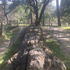 Sequoia
