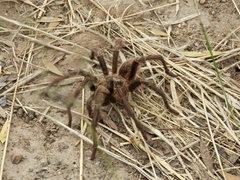 Grammostola