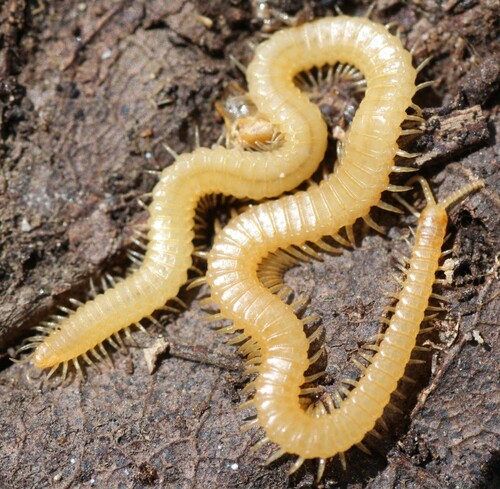 Stigmatogastre gracile