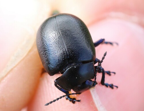 Chrysoline fuligineuse