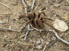 Grammostola
