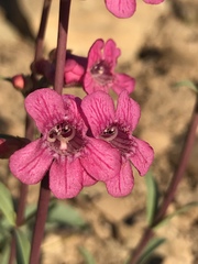 Penstemon confusus