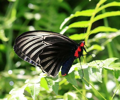 Malayan Batwing (Atrophaneura nox) · iNaturalist