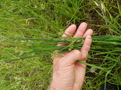 Juncus nodatus