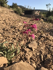 Penstemon confusus