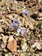 Phacelia breweri