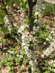 Prunus maritima