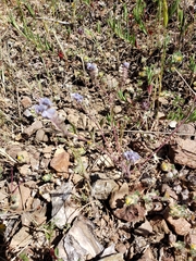 Phacelia breweri