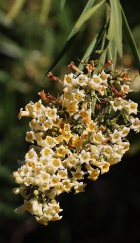 Image of Freylinia lanceolata by (c) Tony Rebelo, some rights reserved (CC BY-SA)