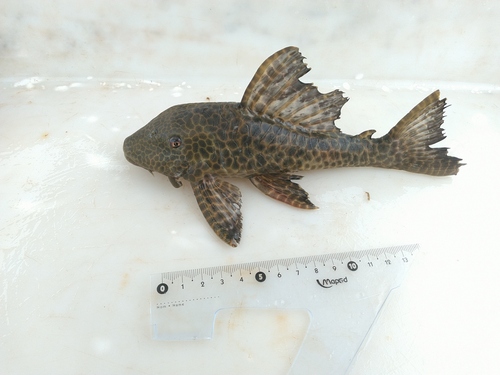 Broadhead pleco (Hypostomus latifrons) — Loricariidae — 2