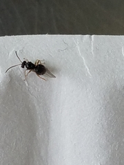 Dryocosmus quercuspalustris